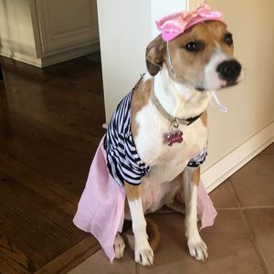 Meet your Posher, Abby